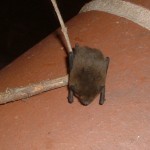 Bob and Bat 007