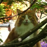 Cade_Olivia_Brody_etc_+_cats_020