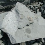 ClayFossil