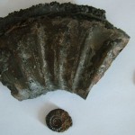 Fossils largeand small