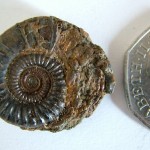Fossils small