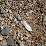 Holiday_July_06_008