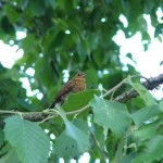 Holiday_July_06_076