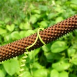 Holiday_July_06_158