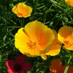 Holiday_July_06_207