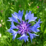 Holiday_July_06_208