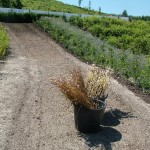 Holiday_July_06_218