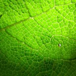 Holiday_July_06_245