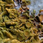 Lichen1
