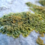 Lichen2