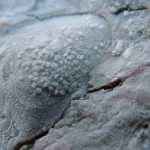 LittleOrme2007_033