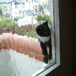Murphy on window