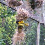 The_Zoo_010