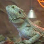 The_Zoo_040