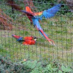 The_Zoo_053