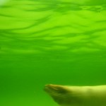 The_Zoo_063