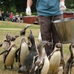 The_Zoo_094