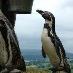 The_Zoo_100