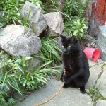 bob_in_the_garden_2-4-05_033