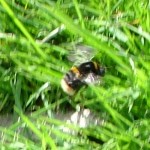 books_bees_and_fencing_019