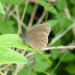 butterflies_and_caves_005