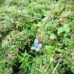 butterflies_and_caves_010