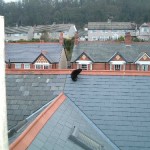 cat on a cold slate roof