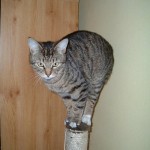 catonastick