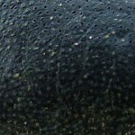 close up