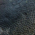 close up lumps