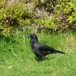 crow_small