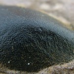 lime stone and pebble Jan 2006 092