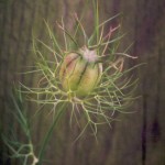 seedPod