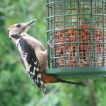 woody_and_rose_010