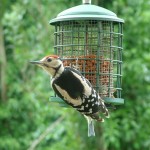 woody_and_rose_015
